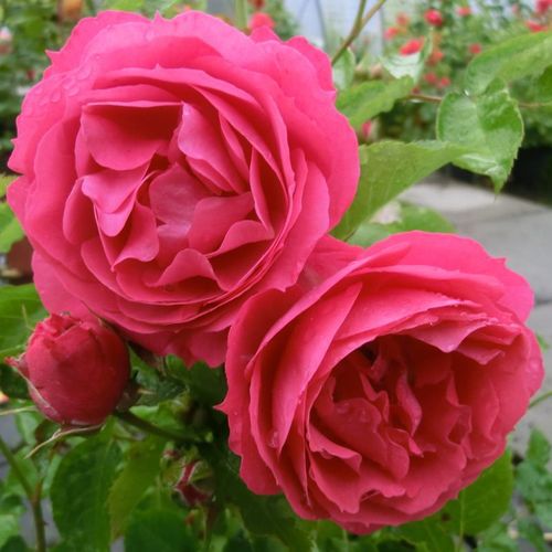 Rosa Moin Moin ® - rosa - miniatura, lillipuziane